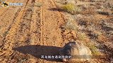 河豚涨成球后，这么做会爆炸镜头实拍