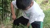 儿子上山采竹笋，一不小心掉进坑里