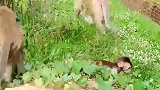 追着猴王跑，没想到猴王对它很不耐烦，小猴子很受伤