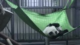 熊猫：和你说让你别挤，你不听，看看掉下去了吧痛不痛！