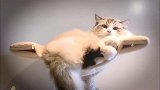 布偶猫：起来之后发现，还是躺着舒服！