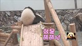 熊猫妈妈和淘气的宝贝小打小闹，你挠我来我拍你，好可爱的互动