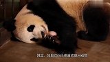唯一一只被外国人退回来的熊猫，原因很搞笑，回国后成网红熊猫