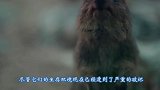 监狱开设动物园，囚犯当饲养员获得新生，镜头记录全过程