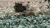 农民的经商头脑真绝了，宁愿烂地里都不低价卖，这是什么思路！