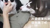 一条好狗，喂食物时绝不会咬伤主人手，哈士奇却是个例外！