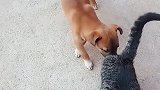 搞笑视频：猫狗好搭档
