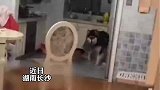 大型犬自己跑到邻居家串门