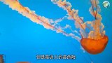 8个危险的海洋生物，远离海边唯美绿色泡沫，有毒！石头也有毒？