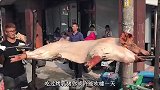 台湾街头的果木烤全猪，猪肉香的让人流口水