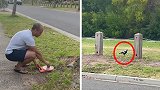 澳大利亚男子从家里抓到小老鼠 刚放生就被喜鹊叼走