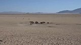 非洲沙漠里的野马群，集体奔向水坑喝水