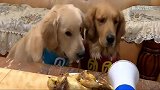男主人放一盘烧鸡在两只金毛面前，说数到3才能吃，结果笑喷了。