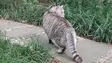 身价几千块钱的猫咪，竟然也会被抛弃啊！