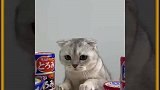谁能拒绝傻憨憨的小猫咪