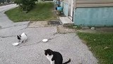 野外遇见两只流浪猫，感觉有点不对劲，细看乐坏了