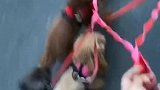 你们好奇的五个狗咋遛哈哈