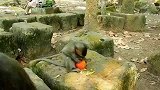 小猴子得到一枚大红果，把它当宝贝一样护着
