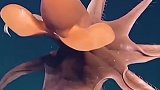 超级萌萌哒的海洋生物，带着一对可爱的小翅膀，有没有萌化了的感觉