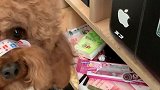 泰迪担心磨牙棒被偷吃，全都分散藏起来了，心眼可真多