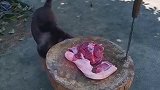 狗子：主人我都几个月没吃肉了，给我吃一口吧！
