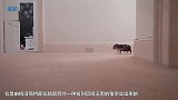 世界上最贵的猪：一只1100美元，样子很可爱