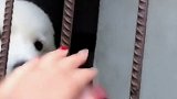 二哈以为主人不要它了 这叫声我心都碎了 我就出门半天时间
