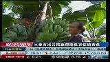 三亚市出台措施帮助蕉农促销香蕉