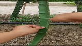 火龙果嫁接，盆栽火龙果，教大家如何育苗！
