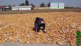 农村小伙家玉米丰收了，足足两万多斤，今年的收购价格还行！