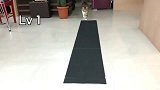 一只有强迫症的猫咪
