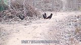 短剧：西游记7：白骨精假扮老头去寻老伴，被悟空看穿一棍打倒！