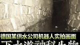 国外拍到下水道里的神秘未知生物