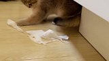 一招教会你：如何对付饱受溺爱的小猫咪！