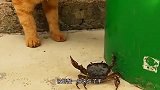 手贱猫咪遇到螃蟹，忍不住伸手去摸，结果被夹得哇哇叫