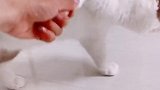 猫 给不给看心情 星探家 我的美好家乡