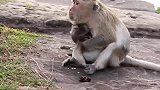 猴妈一个人独处时总是一脸悲伤，它怀里抱着什么呢总舍不得扔