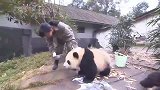 偷鸡不成蚀把米，别人碗里更好吃吗