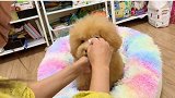 小狗狗的日常清洁