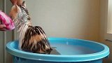 猫咪洗澡时自己爬进盆里，这不符合常理啊，不会是视频回放吧
