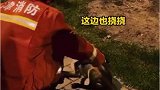 消防员捕获狐狸不忘把猪肝一同移交民警
