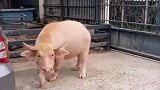 第一次见这么猪里猪气的牛