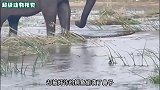 大象喝水竟被鳄鱼咬了鼻子，大象直接一脚踩上去，太解气了