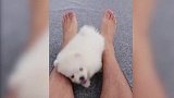 萌宠视频：这小奶狗也太可爱了吧！等等，你在往哪里钻呢
