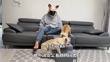 主人戴狗面具恶搞，俩汪星人还以为是同类，下一秒笑翻了