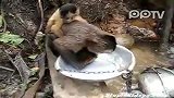 实拍猴子妈妈背着孩子洗盘碗堪称模范母亲