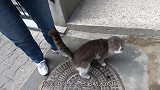 小猫超黏人，见人就主动求撸，猫不撸到本喵满意不许走