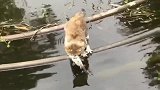 猫咪水池偷鱼，还走起了钢丝，身手不凡啊！