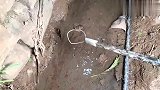 用这种工具抓黄鳝不要任何诱饵，就能抓住黄鳝，抓了一条又一条