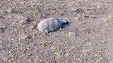 拍到大兔狲，太漂亮了